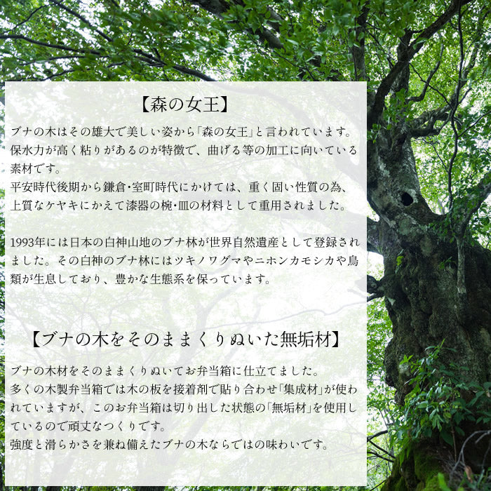 buna ブナの木くりぬき弁当箱 小判型 400ml
